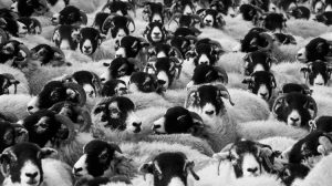 Λήψη άμεσων μέτρων για την ευλογιά ζητούν οι κτηνοτρόφοι της Ελασσόνας