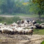 Καταγγελίες για «φαντάσματα κοπάδια» και εικονικές ζωοκλοπές στην Κρήτη
