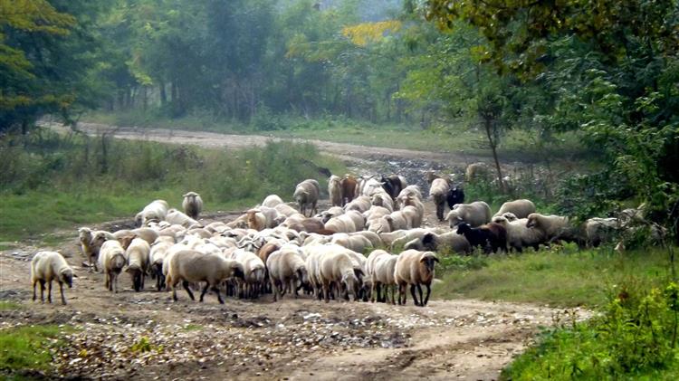 Καταγγελίες για «φαντάσματα κοπάδια» και εικονικές ζωοκλοπές στην Κρήτη