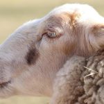 "Ασπίδα προστασίας" στην καραγκούνικη φυλή προβάτων