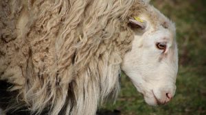 Στα "κόκκινα" οι Σέρρες από την ευλογιά στα αιγοπρόβατα