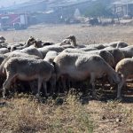 Καμπανάκι για κτηνοτροφία Λάρισας, επιβεβαιωμένο κρούσμα ευλογιάς στην πύλη εισόδου Ελασσόνας - Τυροκόμος