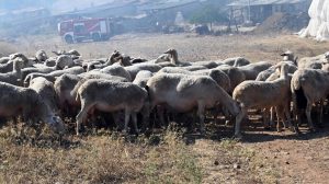 Καμπανάκι για κτηνοτροφία Λάρισας, επιβεβαιωμένο κρούσμα ευλογιάς στην πύλη εισόδου Ελασσόνας - Τυροκόμος