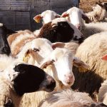 Άμεση προκαταβολή για πληγέντες κτηνοτρόφους από ζωονόσους ζητά ο Κόκκαλης