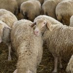Έκτακτη ενίσχυση κτηνοτρόφων Αχαΐας λόγω ευλογιάς ζητά η Περιφέρεια Δυτικής Ελλάδας