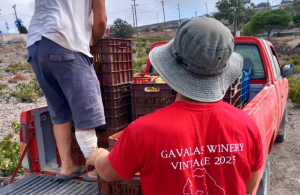 Γονάτισε ιστορικά αμπέλια στην Σαντορίνη η ξηρασία, μικρή εκτιμάται η φετινή συγκομιδή - Winetrails