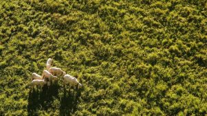 Κόκκαλης για ευλογιά: Σε απόλυτη εγκατάλειψη οι κτηνοτρόφοι