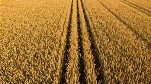 Ρωσική συγκομιδή σιταριού: 28 εκατ. τόνοι συλλέχθηκαν, οι αποδόσεις μειωμένες κατά 4,5%