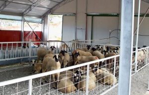 Επέκταση της ενίσχυσης προς τους αιγοπροβατοτρόφους που επλήγησαν από ζωονόσους
