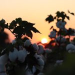 Οδηγίες φυτοπροστασίας για τους βαμβακοπαραγωγούς των Σερρών