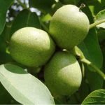 Αυξάνεται ο αριθμός των συλλήψεων καρπόκαψας στα μηλοειδή, συνιστάται προστασία - Fresher