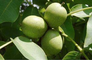 Αυξάνεται ο αριθμός των συλλήψεων καρπόκαψας στα μηλοειδή, συνιστάται προστασία - Fresher