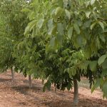 Εγκατάσταση δέντρων με 25 ευρώ το στρέμμα μέσω των eco-schemes και συντήρηση με πριμ 53 ευρώ από το ΠΑΑ