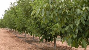 Εγκατάσταση δέντρων με 25 ευρώ το στρέμμα μέσω των eco-schemes και συντήρηση με πριμ 53 ευρώ από το ΠΑΑ