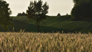 Αντιθέσεις στη φετινή συγκομιδή σιτηρών σε Ευρώπη και Ρωσία