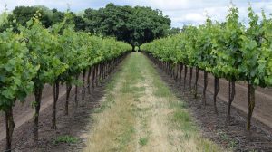 Από 1η Σεπτεμβρίου οι αιτήσεις για τις άδειες φύτευσης αμπελώνων