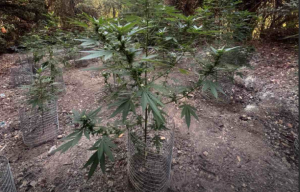 Δύο συλλήψεις για χασισοφυτείες στο Ρέθυμνο