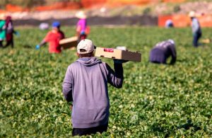 Σε ΦΕΚ η απόφαση για πρακτική άσκηση προσφύγων στη γεωργία