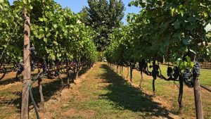 Ξεκίνησε ο τρύγος στον αστικό αμπελώνα Θεσσαλονίκης, εκτιμήσεις για πάνω από 500 φιάλες