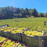 Μοσχάτα εξαιρετικής ποιότητας προμηνύει η φετινή συγκομιδή στη Σάμο - Winetrails