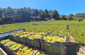 Μοσχάτα εξαιρετικής ποιότητας προμηνύει η φετινή συγκομιδή στη Σάμο - Winetrails