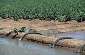 Σοβαρές ζημιές σε καλλιέργειες λόγω υδατικού προβλήματος καταγγέλλει ο γεωπονικός σύλλογος Λάρισας