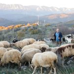 Επιμένουν στο αίτημα για εμβόλια κατά ευλογιάς οι κτηνοτρόφοι Ελασσόνας - Τυροκόμος