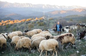 Επιμένουν στο αίτημα για εμβόλια κατά ευλογιάς οι κτηνοτρόφοι Ελασσόνας - Τυροκόμος