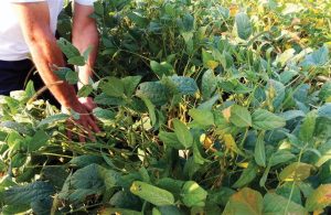 Προληπτικοί ψεκασμοί και αμειψισπορά συνιστώνται για αντιμετώπιση περονόσπορου σόγιας