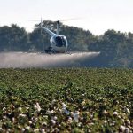 Ξεκινά από τα μέσα Σεπτεμβρίου η αποφύλλωση σε βαμβακοφυτείες