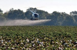 Ξεκινά από τα μέσα Σεπτεμβρίου η αποφύλλωση σε βαμβακοφυτείες