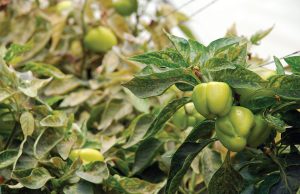 Με υποτονικούς ρυθμούς κινούνται οι εξαγωγές ελληνικών πιπεριών από τις αρχές του έτους - Fresher