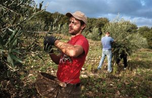 Προβλήματα με  ΑΤΑΚ στο 10,4% εκτάσεων στο ΟΣΔΕ 2025, η πρόταση ΟΠΕΚΕΠΕ