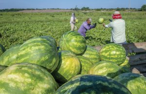 Ιστορικό ρεκόρ για τις εξαγωγές καρπουζιών, φόβοι για πρόωρες εξαγωγές ακτινιδίων Χειγουορθ - Fresher