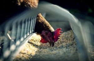 Αγροτικές Ειδήσεις: Η Κομισιόν λανσάρει καμπάνια – Αίτημα για υποχρεωτικές ετικέτες προέλευσης σε κρέας και αυγά