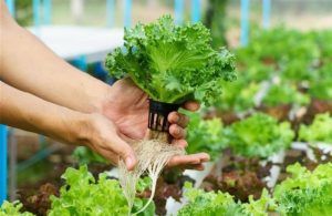 Παράταση ως 11 Νοέμβρη για τα Θερμοκήπια χωρίς αλλαγές στο πλαίσιο