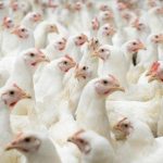 ΕΕ: Επιτρέπει ξανά τις εισαγωγές πουλερικών από τη Βραζιλία