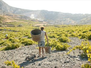 Ο τρύγος 2025 στην Σαντορίνη δεν είναι στατιστική. Είναι άνθρωποι, τόπος, κοινότητα - Winetrails