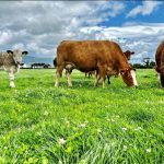 Εμβόλιο mRNA κατά του αφθώδους πυρετού ετοιμάζει η Αυστραλία