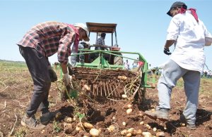 Άμεση συγκομιδή των κονδύλων της πατάτας μετά την ωρίμανση συνίσταται για αντιμετώπιση της φθοριμαίας - Fresher