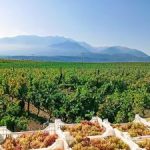 Αγροτικές Ειδήσεις: ΚΕΟΣΟΕ: Καύσωνες, ξηρασία, περονόσπορος...
