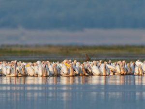 Καμπανάκι για το 80%  των οικοτόπων της Ευρώπης λόγω κλιματικής κρίσης