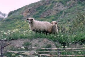 Νομοτελειακό αποτέλεσμα χρόνιων παθογενειών πρόσφατες επιζωοτίες στην Ελλάδα λέει το ΓΕΩΤΕΕ - Τυροκόμος