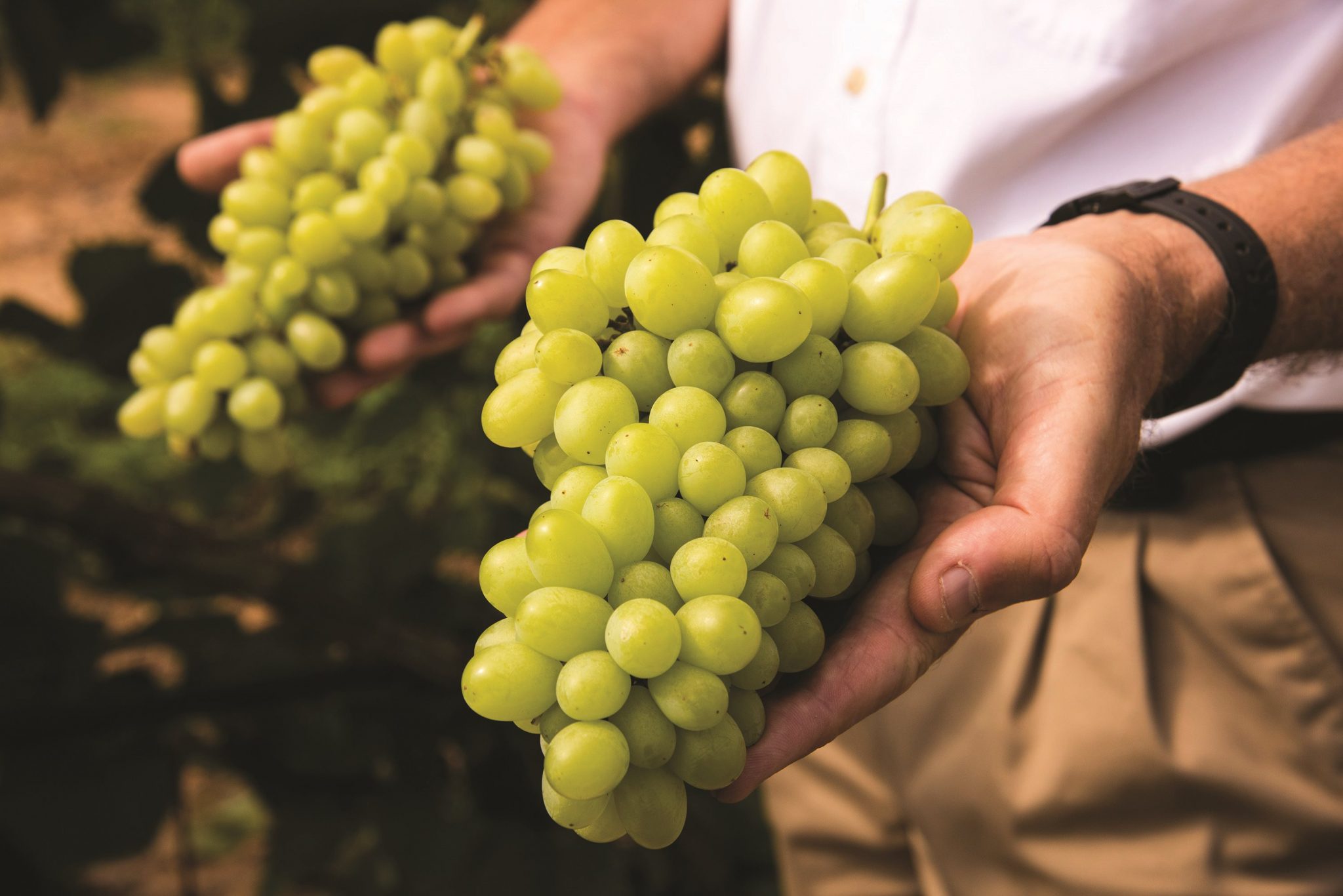 Χαμηλές πτήσεις για τις εξαγωγές επιτραπέζιων σταφυλιών το 2025 - Fresher