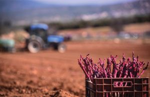 Ανοιχτή έως τις 20 Σεπτεμβρίου η πλατφόρμα για νέες άδειες φύτευσης αμπέλου - Winetrails