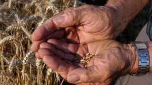 M&S: Σχέδιο «Plan A for Farming» με αιχμή την επισιτιστική ασφάλεια στο Ηνωμένο Βασίλειο