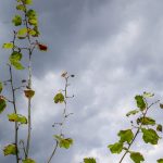 Φθινοπωρινός σήμερα ο καιρός με συννεφιά - Πού θα κυμανθεί η θερμοκρασία