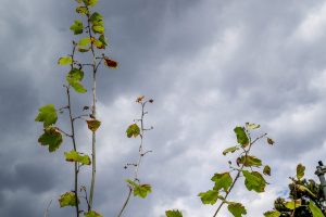 Φθινοπωρινός σήμερα ο καιρός με συννεφιά - Πού θα κυμανθεί η θερμοκρασία