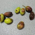 Γλοιοσπόριο και δάκος: το επικίνδυνο δίδυμο για την ελιά