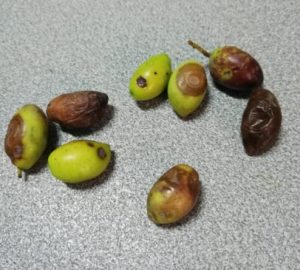 Γλοιοσπόριο και δάκος: το επικίνδυνο δίδυμο για την ελιά